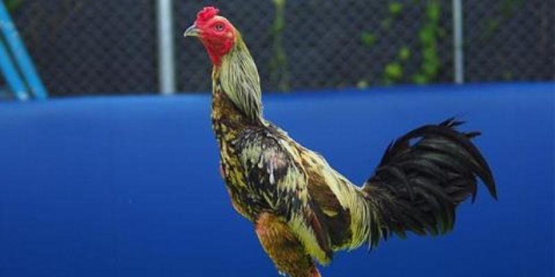 Tổng quan về sảnh game hấp dẫn Đá gà KUBET