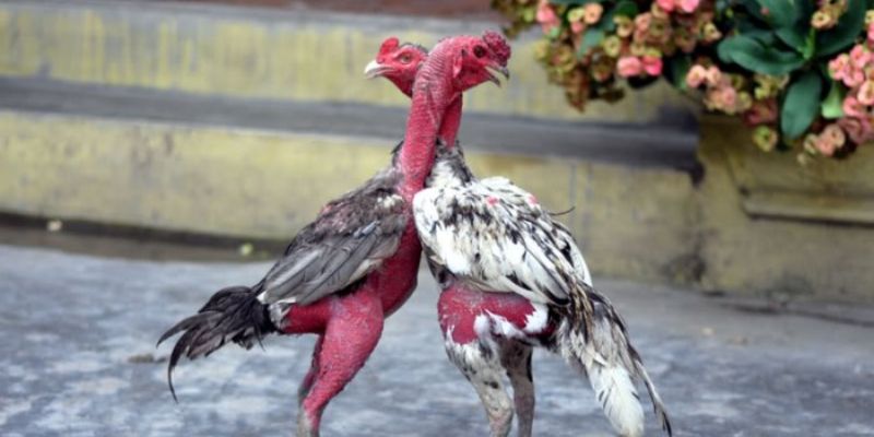 Những hình thức đá gà KUBET phổ biến hiện nay