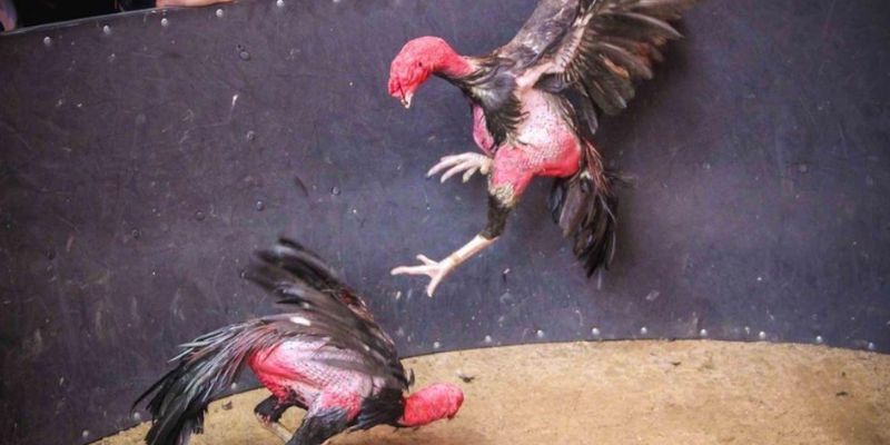 Đá gà KUBET có những cửa cược như thế nào?